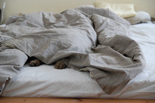 Katze unter Bettdecke auf Bett