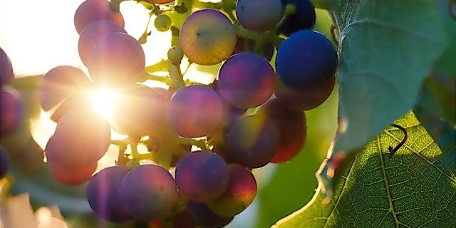 Trauben an der Reebe im Sonnenschein