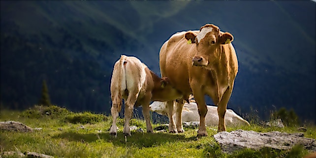 Spiegel-Veganuary-Kühe Mutterkuh säugt ihr Kalb auf einer Wiese in den Bergen
