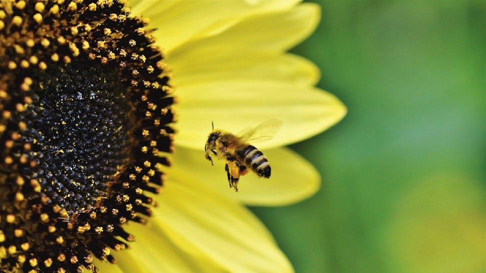 Sonnenblume für Bienen
