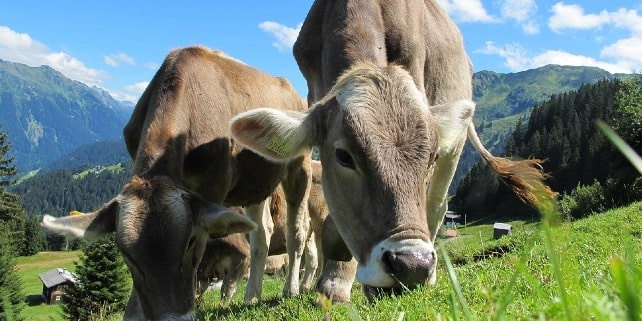 Nachhaltigkeitssiegel auf tierische Produkte Nachhaltigkeitssiegel auf tierische Produkte