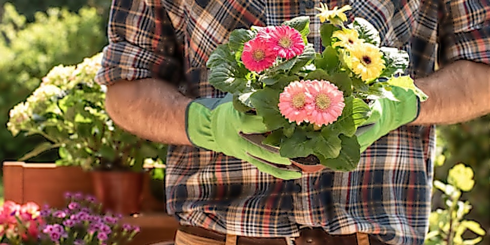 Mann mit Gartenhandschuhen hält Blumen in der Hand