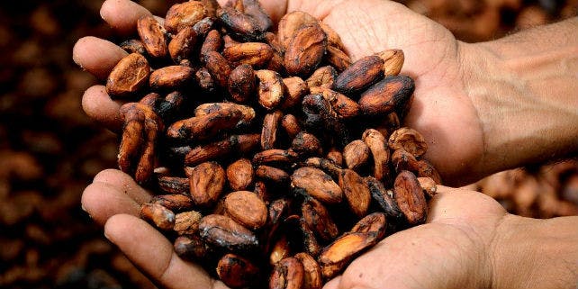 Geröstete Kakaobohnen