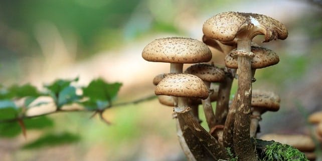Eine Gruppe von braunen Pilzen im Wald