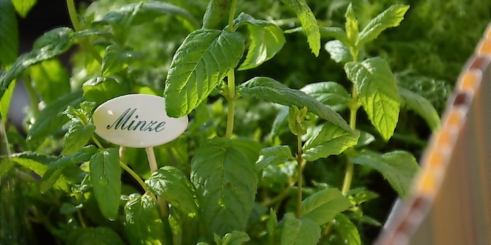 Sparen im Alltag mit selbst angebauten Kräutern, wie Minze Sparen im Alltag mit selbst angebauten Kräutern, wie Minze