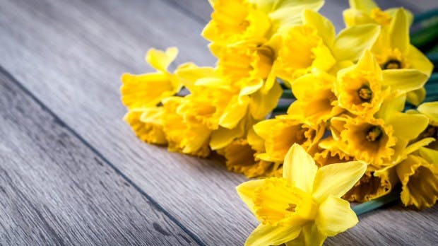 Gelbe Blumen