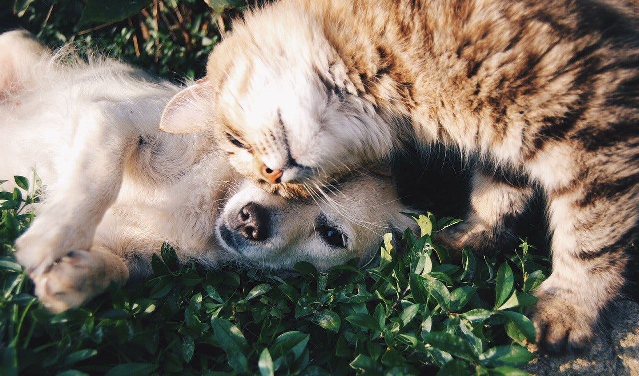 Katze und Hund kuscheln zusammen