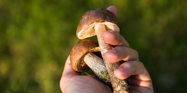 Eine Person mit seiner Beute vom Pilze sammeln Eine Person mit seiner Beute vom Pilze sammeln
