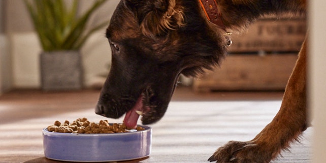BCO_tails.com_Futter Hund steckt seine Zunge in einen Futternapf