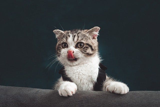 Eine kleine Katze leckt sich die Nase