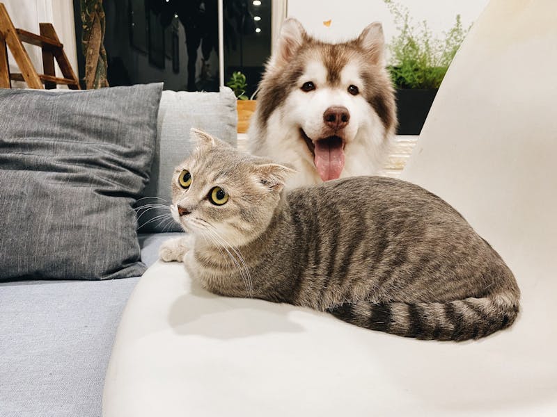 Hund und Katze auf Sofa