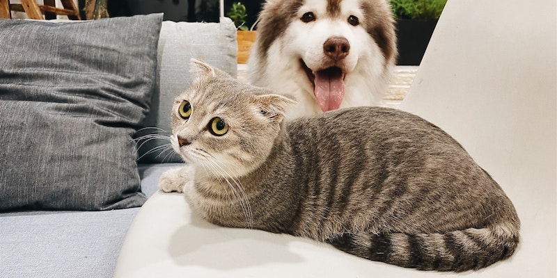 Hund und Katze auf Sofa