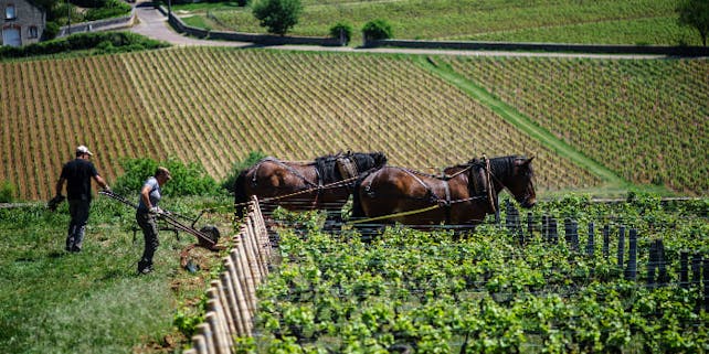Bauern mit Pferden an Weinberg