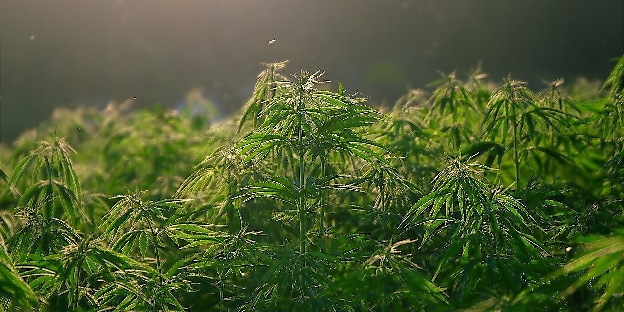 kiara Naturals Gutschein Marihuana Pflanzen
