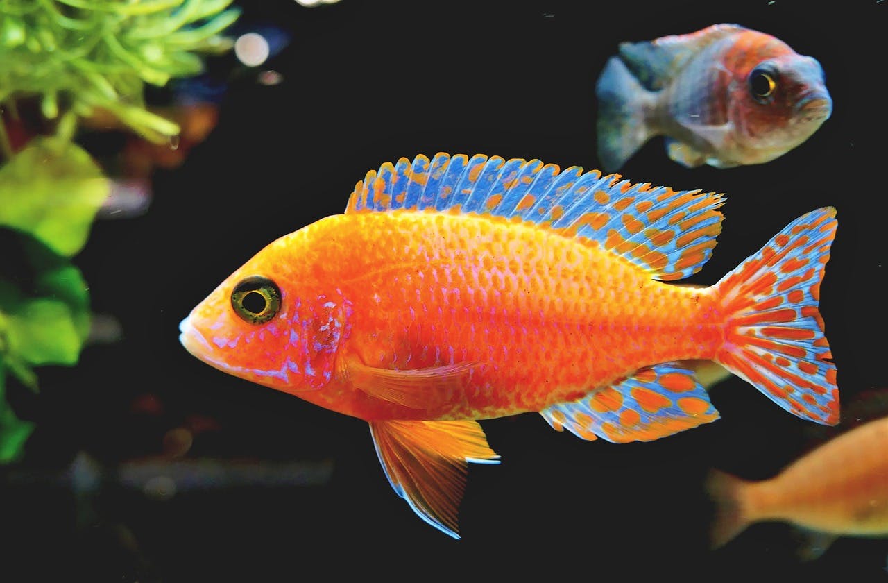 Fisch im Aquarium