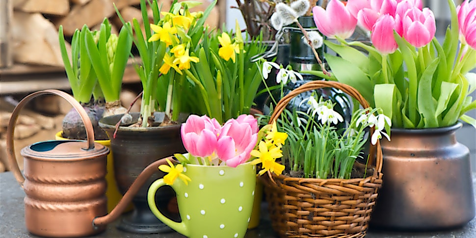 RTL-Ostern-Blumen Tulpen, Schneeglöckchen und Osterglocken im Topf