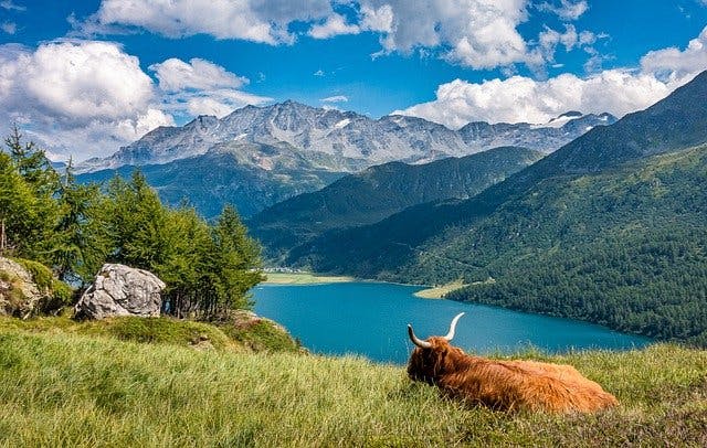 Kuh auf Berghang über See in den Schweizer Alpen