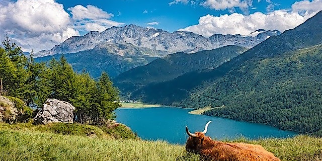 Kuh auf Berghang über See in den Schweizer Alpen