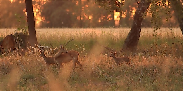 Ein Reh mit zwei Kitze in der Abendsonne auf einer Wiese Ein Reh mit zwei Kitze in der Abendsonne auf einer Wiese