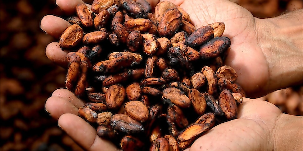 Geröstete Kakaobohnen machen den Kakao gesund