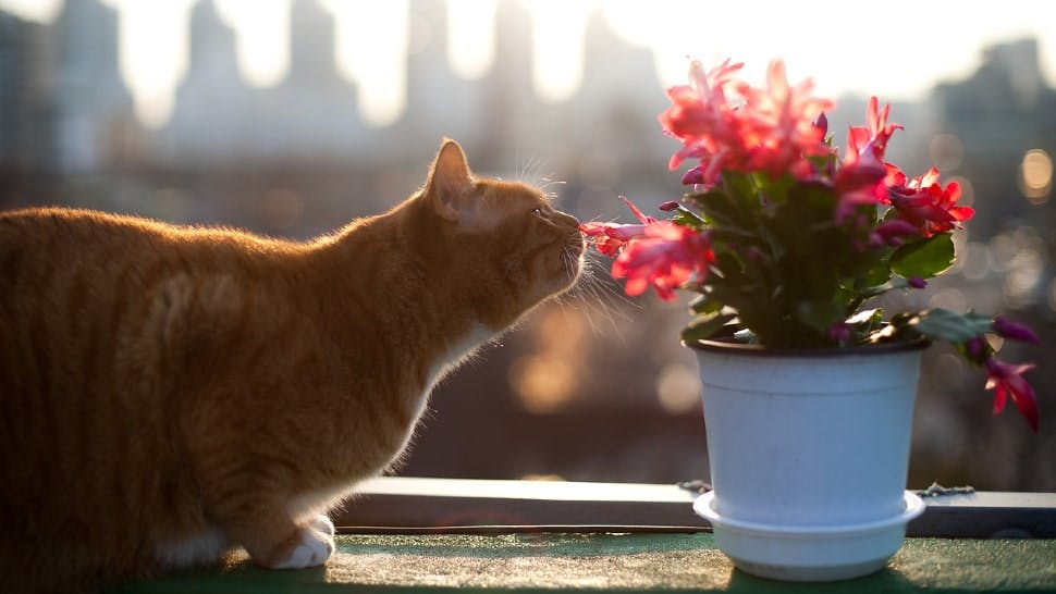 Eine Katze schnuppert an einer ungiftigen Zimmerpflanze