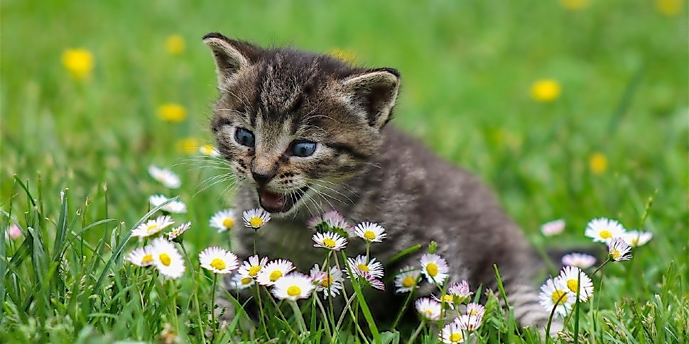 Eine kleine Katze sitzt im Gras und faucht Blumen an